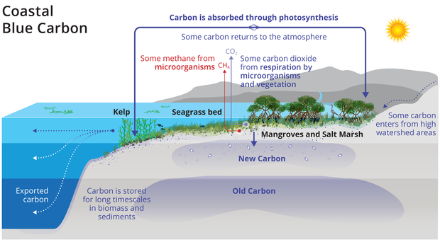 CDR_BlueCarbon6_09-26_v4