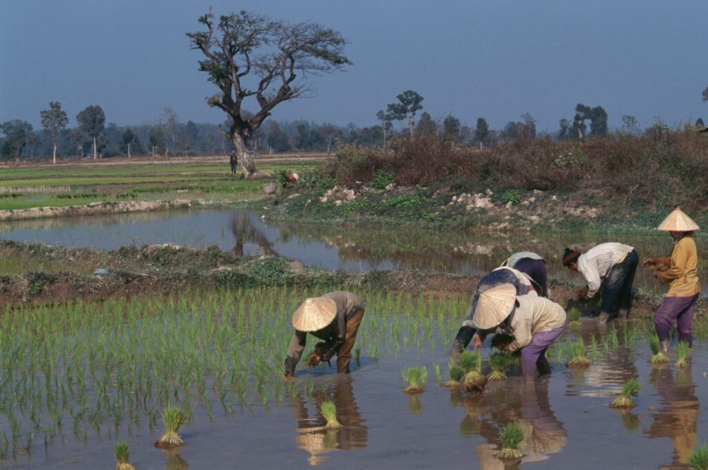 Rice cultivation, Laos (Dea V. Giannella via Getty Images)