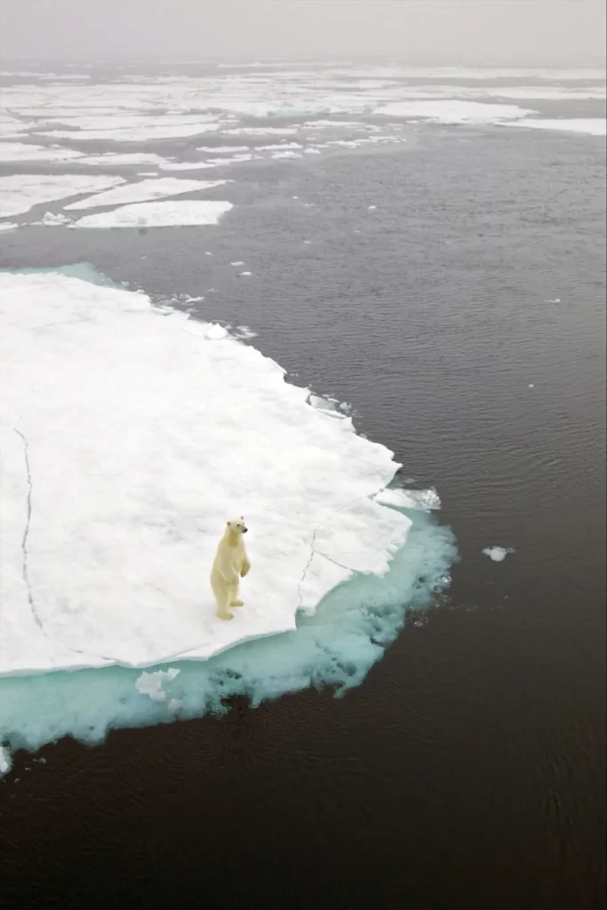 Polar Bear Standing on The Side of Ice Land (Henry Fountain/New York Times)