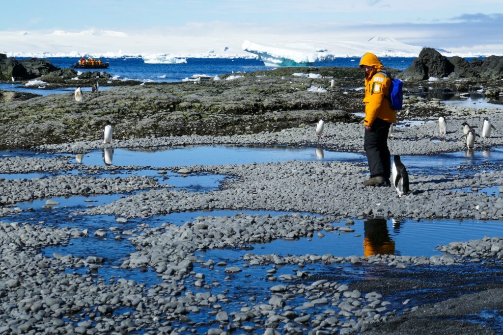 A Person Stands Around Penguins (Karson/Pexels)