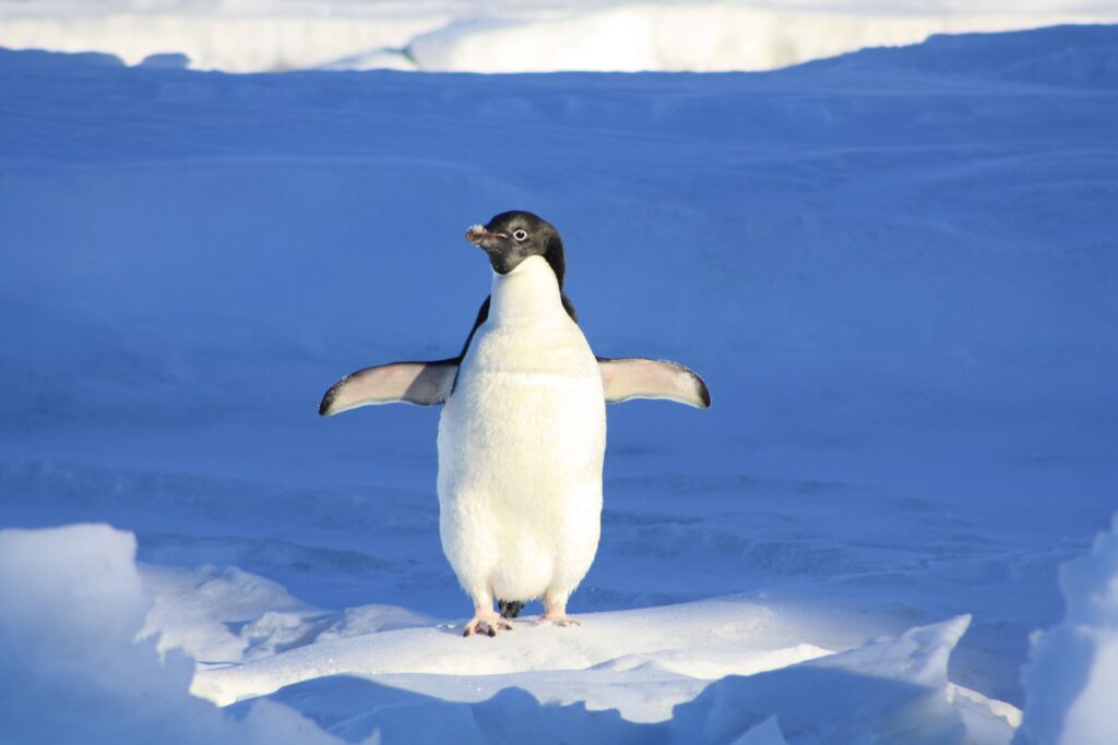 Close Up Photography of Penguin on Snow
(Pixabay)