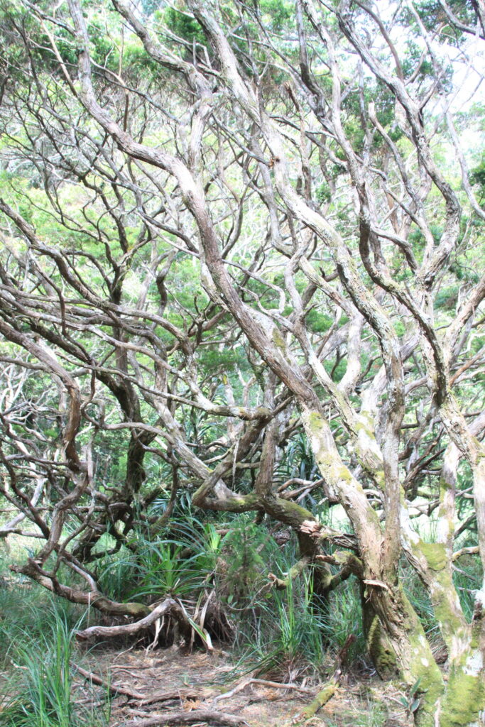 Mount Hamiguitan Range Wildlife Sanctuary IUCN Naomi Doak 