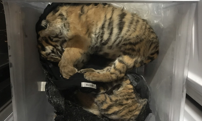 About 5-10 kg Tiger cubs were discovered inside a freezer of the suspect’s house in Central Vietnam. (Photo by VnExpress / Hung Le)