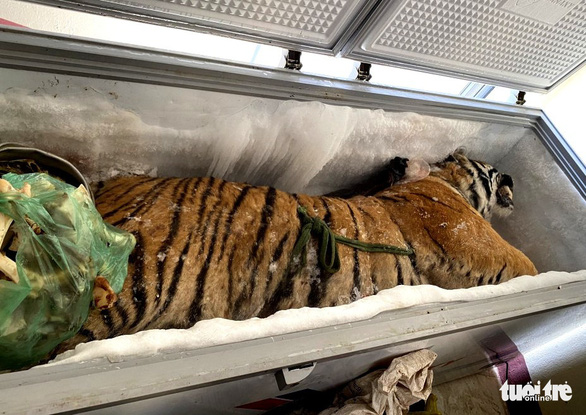 In photo: In a similar case back in September 2021, A 160-kg Tiger carcass was discovered in Nguyen Van Chung’s home in Ha Tinh Province, Vietnam (Source: tuoitrenews)