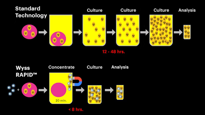 This schematic shows how the Wyss Institute’s RAPID testing protocol with FcMBL-mediated magnetic capture of food pathogens, even with a short built-in culture step, significantly accelerates the time required for sample preparation before an analytical assay for particular food contaminants can be carried out. Credit: Wyss Institute at Harvard University